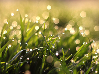 Погода на Троицу 2018 года в Украине