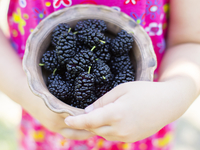 Шелковица: полезные свойства и противопоказания