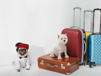 Путешествие pet-friendly: как правильно перевозить животных
