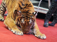 Почему животным плохо в цирке: ТОП-5 причин