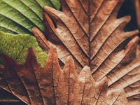 ТЕСТ: Готовы ли вы к наступлению осени?