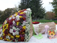 5 причин посетить осеннюю Выставку хризантем в Киеве