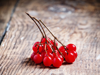 Заготовка калины на зиму: топ-3 популярных рецепта