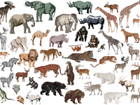 Тест: сможете ли вы вспомнить названия этих животных?