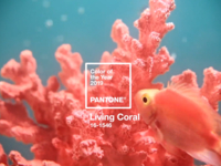 Pantone назвал самый модный цвет 2019 года