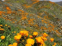 В Калифорнии расцвела целая долина желтых маков - фото и видео туристов