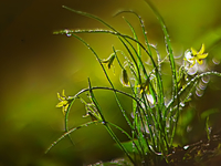 Погода на Троицу 2019 в Украине