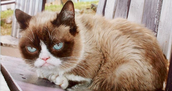 Умерла кошка, ставшая популярным мемом Grumpy Cat