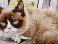 Умерла кошка, ставшая популярным мемом Grumpy Cat