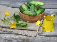 "Палка, палка, огуречик!" Как вырастить огурцы на подоконнике