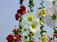 Выходные и праздничные дни на июль 2019