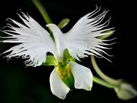 ТОП-10 самых необычных цветов на планете