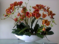 Лунный календарь для комнатных растений на октябрь 2019