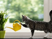 Лунный календарь для комнатных растений на ноябрь 2019