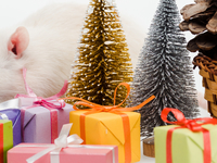 Год металлической белой Крысы: Где лучше всего встретить 2020 год