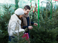 Елка на Новый год 2019: какая стоимость