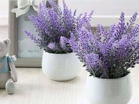 Лунный календарь для комнатных растений на декабрь 2019