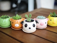 Комнатные растения: положительная и отрицательная энергетика