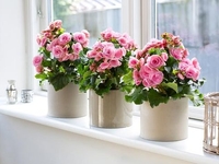 Лунный календарь для комнатных растений на январь 2020