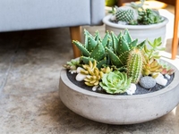 Лунный календарь для комнатных растений на февраль 2020