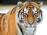 В США коронавирус впервые подтвердили у животного