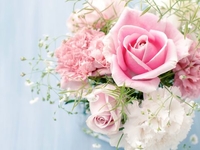 Как вырастить розу из букета в домашних условиях: практичные советы