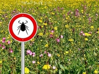 Болезнь Лайма: что следует знать о клещевом баррелиозе