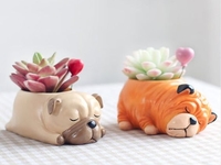 Лунный календарь для комнатных растений на июнь 2020