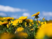 Запреты дня 17 мая 2022: что нельзя делать на Пелагею Заступницу