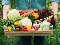 Посевной календарь на июнь 2020 (по дням): Что посадить?