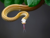 Запреты дня 12 июня 2020: Чего категорически нельзя делать на Змеиный праздник