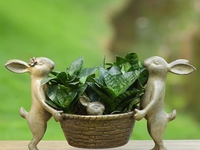 Лунный календарь для комнатных растений на июль 2020