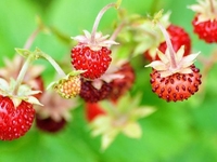 Запреты дня 24 июня 2020: Чего категорически нельзя делать на Варнаву Земляничника