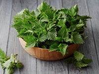 Полезные свойства крапивы: что следует знать