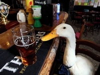 Пиво с тараканами и не только: какие сюрпризы вас могут ждать в пабах