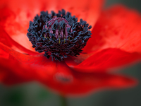 Запреты дня 16 июля 2020: Чего категорически нельзя делать в Маков день