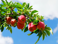 Праздники третьего месяца лета: Сколько украинцы будут отдыхать в августе 2020