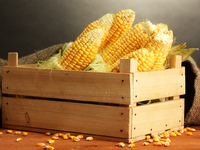 Полезные свойства кукурузы