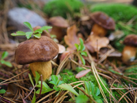 Запреты дня 7 сентября 2020: Чего категорически нельзя делать на Тита Грибника