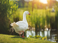 Запреты дня 28 сентября 2022: что нельзя делать на Никиту Гусятника