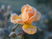 Запреты дня 10 декабря 2022: что нельзя делать на Романа Чудотворца