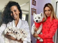 Звездные собачники: кто из знаменитостей держит собак