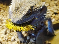 Кого завести: ТОП-5 экзотических животных