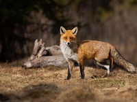 Запреты дня 27 апреля 2022: что нельзя делать на Мартына Лисогона