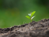 Запреты дня 29 апреля 2022: что нельзя делать на Ирину Рассадницу