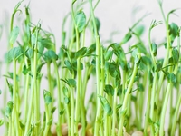 Запреты дня 19 мая 2022: что нельзя делать на Иова Горошника