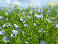 Запреты дня 3 июня 2022: что нельзя делать на Елену и Константина