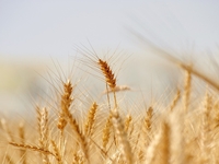 Запреты дня 11 июня 2022: что нельзя делать на Феодосию Колосяницу