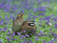 Запреты дня 3 июля 2022: что нельзя делать на Мефодия