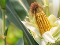 Запреты дня 27 июля 2022: что нельзя делать на День Акилы